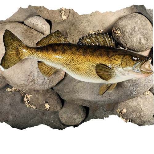 Advance Taxidermy mounted walleye